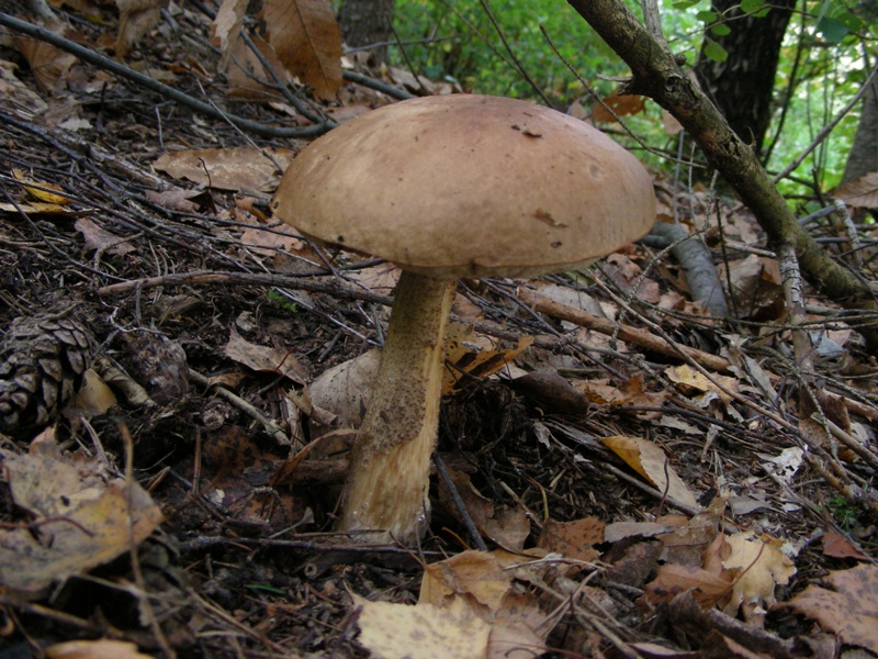 Escursione in bosco misto collinare